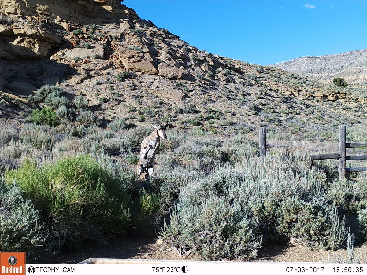 Ready. Set. Go! Let’s see your most recent trail cam image. #TrailCamTuesday #TrailCam #Hunting #BushnellTrailCam #Bushnell