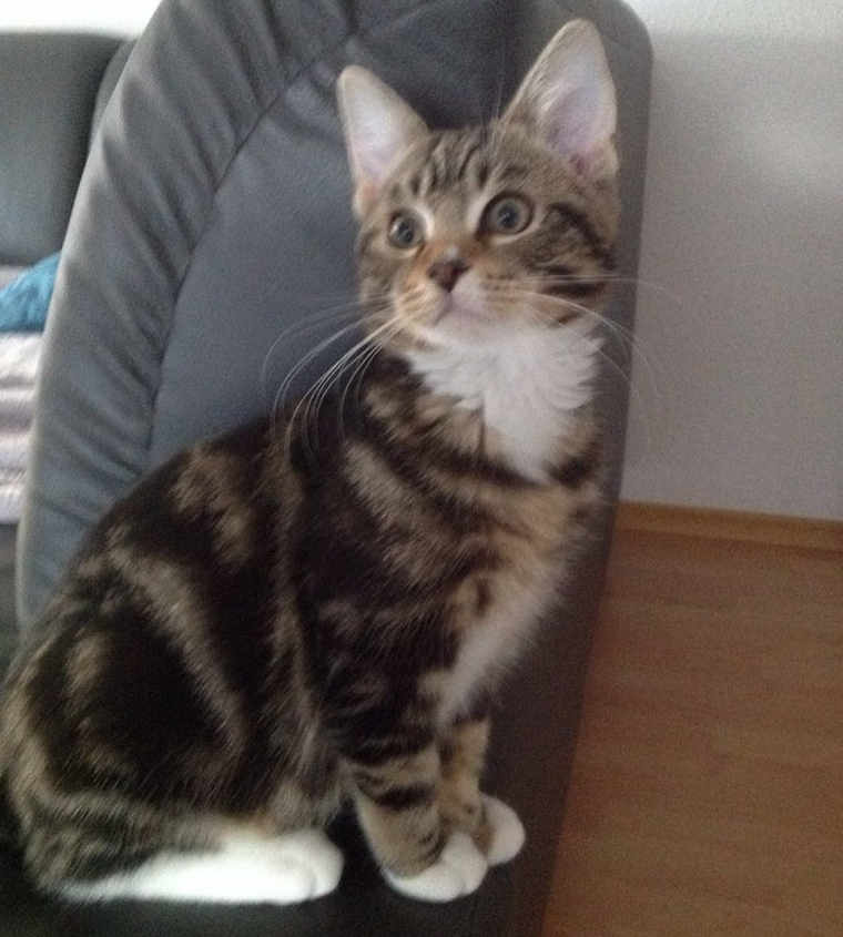 JuttaFreudig's tweet photo. Our #Mikee living a happy life in #Immendingen #Germany #SonsCat #Kitten #Cat #InternationalCatDay https://t.co/1rWZ5wkgwo