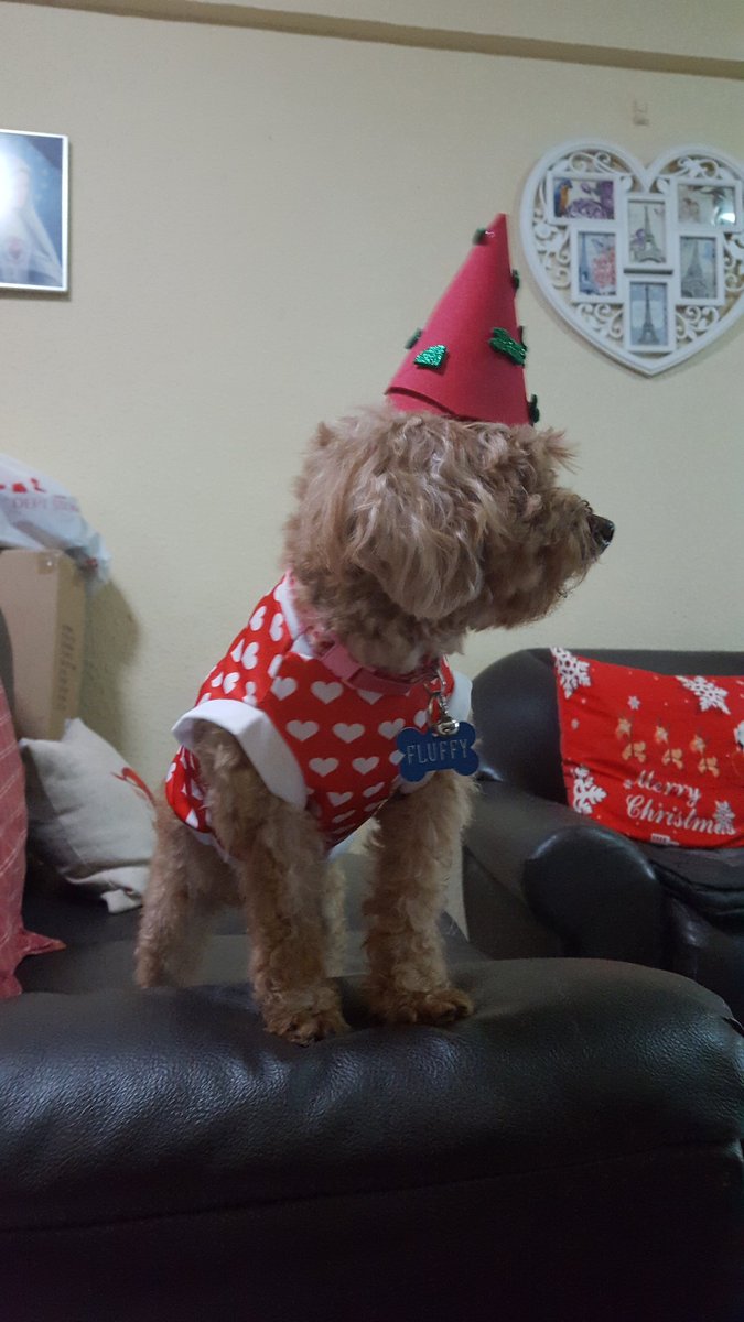 ThingsOnFluffy's tweet photo. #ThingsOnFluffy #ThingsOnDoggie #RandomPartyHat #BirthdayDoggie #Turned7YO #NationalDayReady 🐶🐾🎊🎉 https://t.co/p3Y7bpdTsf