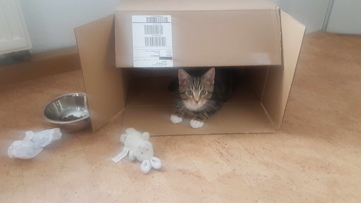 JuttaFreudig's tweet photo. Our #Mikee My home is my castle #Immendingen #Germany #SonsCat #Cat #Kitten #InternationalCatDay https://t.co/oe3AoGT5jo