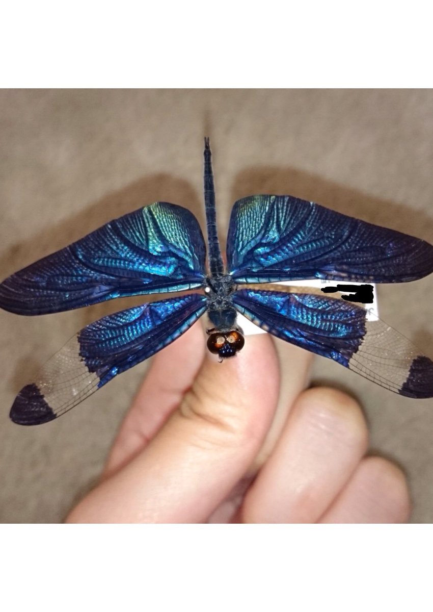 チョウトンボ標本 艶やかな輝きの羽「チョウトンボ」が美しい! 飛び方は
