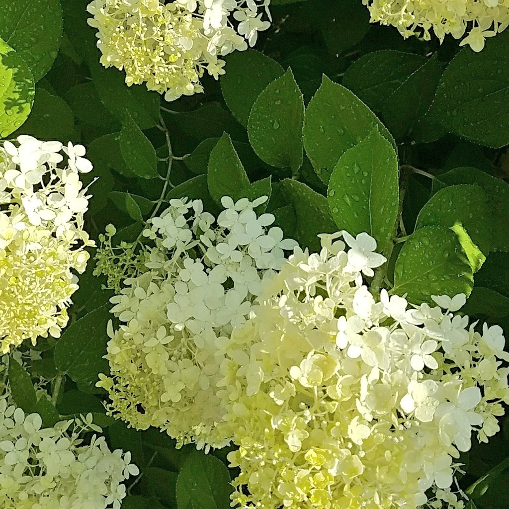 MAG_Rochester's tweet image. Good Morning.

The gardens are especially colorful today.
Check them out.
Anytime.
Always open. 
#EXPLORENOTA
#publicart