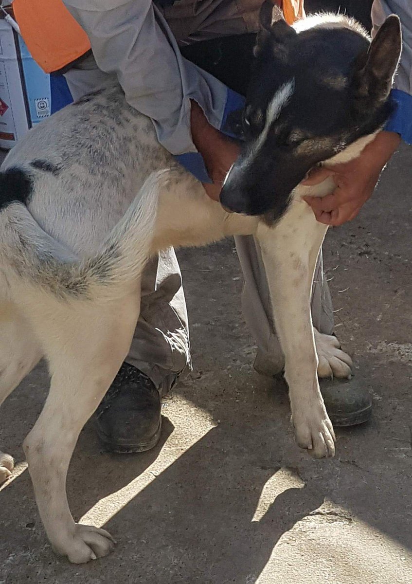 AnimalParaiso's tweet photo. Perrita encontrada en #Concón sector Camino Internacional # 12545. Se buscan a sus dueños, contacto al teléfono 962607187. https://t.co/w4ScxuANlC