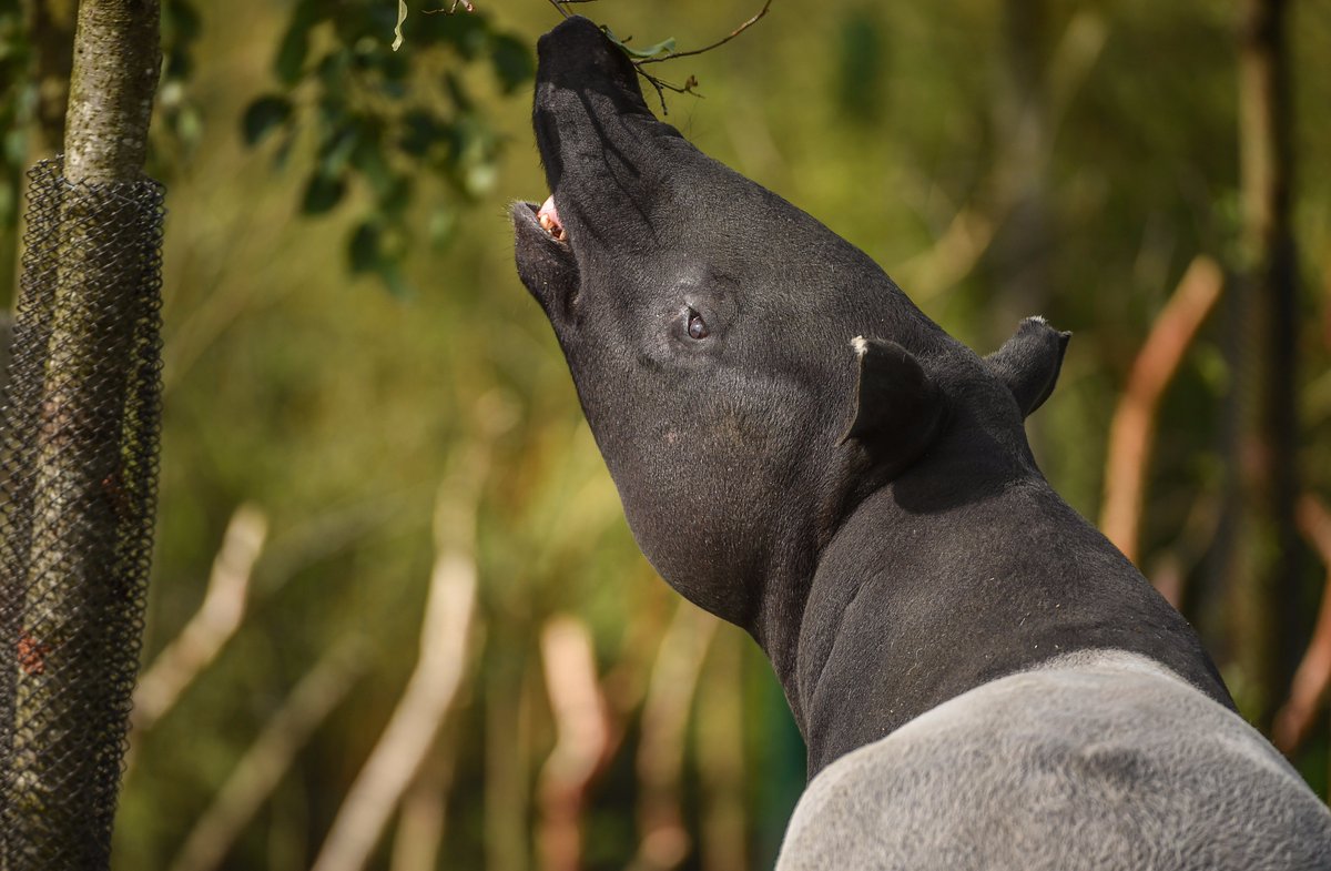 chesterzoo's tweet photo. Happiness is here! #Islands 🌴☀️ https://t.co/ppchXgOscr