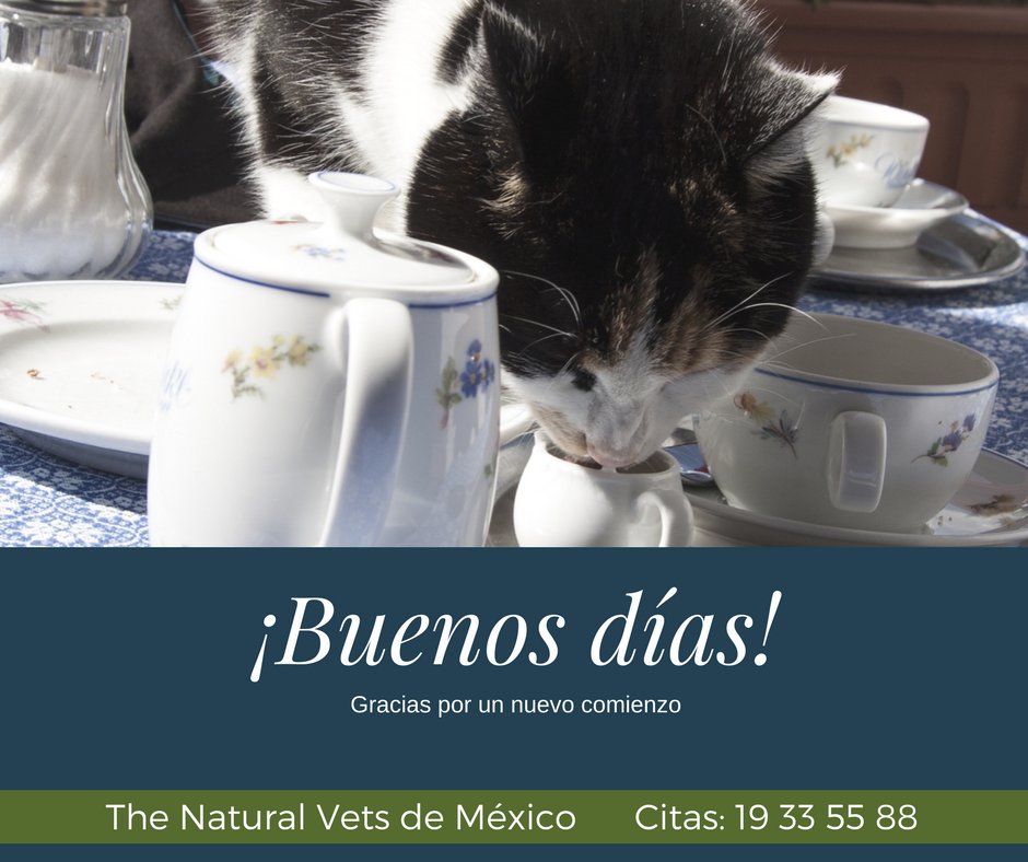 Excelente Martes!

A #disfrutar un nuevo día

#thenaturalvets #mimascotanatural #volviendoalorigen

#MTY sur
#SanNicolás