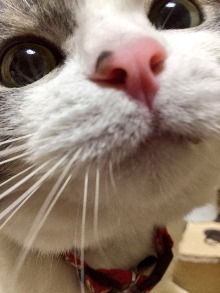 0201daikichi's tweet photo. えぇーっ💦猫の日忘れてたってぇ~🙀遅くなりましたが参加しま〜す🎶

世界のニャン達が皆幸せであります様に😌🙏

#世界猫の日#愛猫親ばか祭り https://t.co/qnWU8quFex