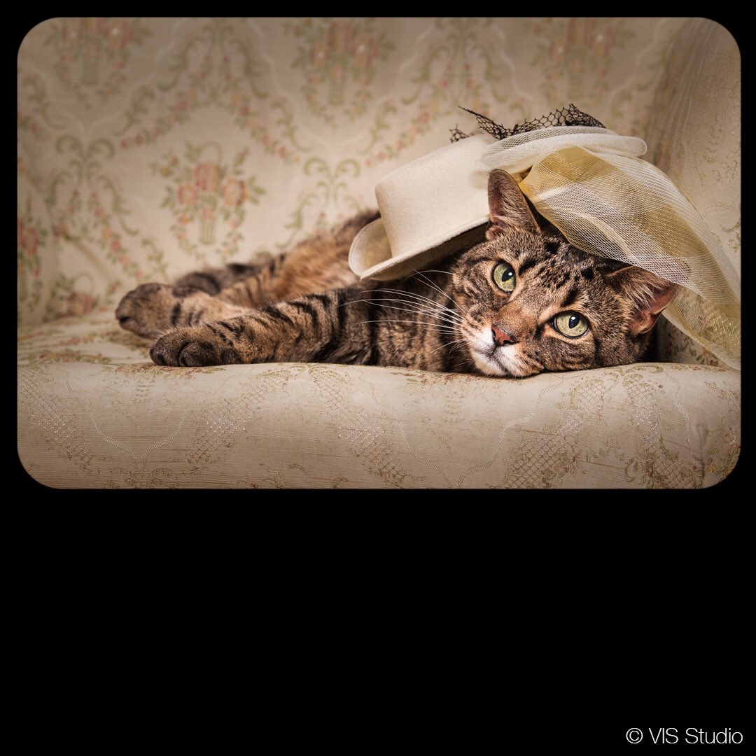 acilab's tweet photo. It's International Cat Day! Share a photo of your favorite feline today.
#acilab #acirocks https://t.co/4htYzGvKMB
