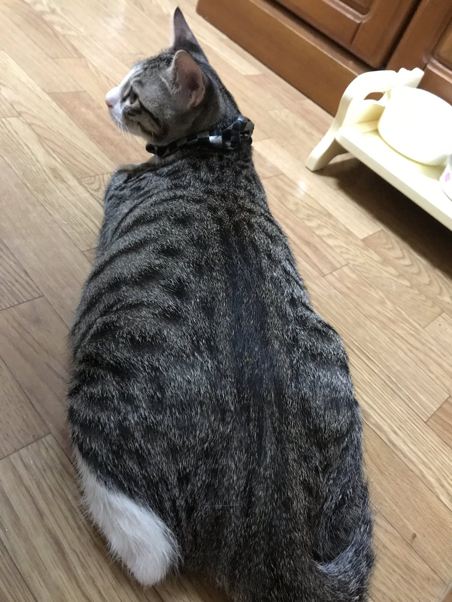 Twitter 上的 太ってもかわいい 话题标签 Twitter 上的 太ってもかわいい 话题标签