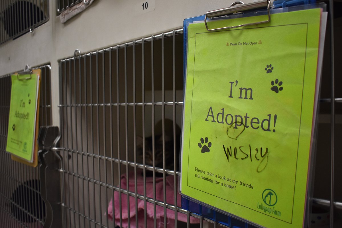 LollypopFarm's tweet photo. Happy #InternationalCatDay! 🐈 We're celebrating all of our empty kitty condos - 149 cats were adopted last week! https://t.co/5QHck923HL https://t.co/eNkTnn4OSE