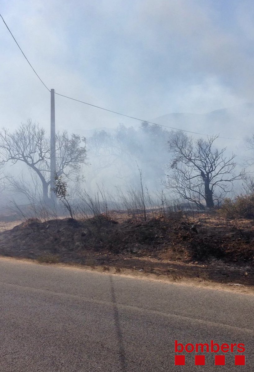 bomberscat tweet picture