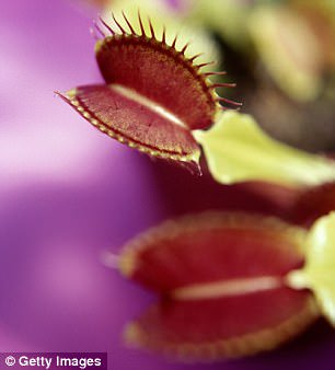 ForeshoreFossil's tweet image. The 4 Inch-Long &apos;Venus Fly Trap&apos; Sea Worm With 50 Spines For A Face:
foreshorefossils.com/venus-fly-trap…

#LoveFossils &amp;amp; love #MotherNature