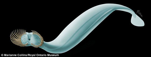 ForeshoreFossil's tweet image. The 4 Inch-Long &apos;Venus Fly Trap&apos; Sea Worm With 50 Spines For A Face:
foreshorefossils.com/venus-fly-trap…

#LoveFossils &amp;amp; love #MotherNature