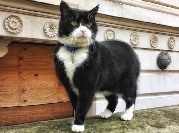 PalmerstonFOCat's tweet photo. Happy #InternationalCatDay to felines all over the world, and to the humans lucky enough to admire us 😽 https://t.co/l27om6Y1rF