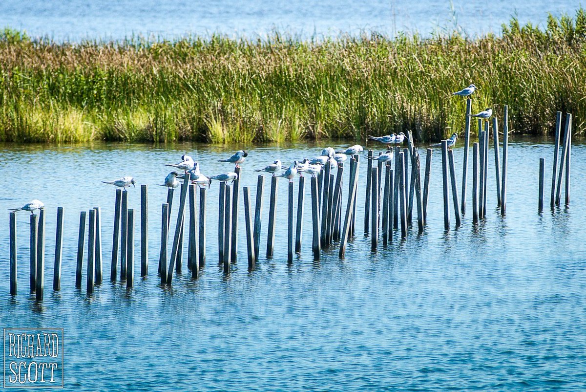 RichardScottIAM's tweet photo. https://t.co/ucSgCY6oMx #nature #blackwaternationalwildliferefuge #planetearth #outdoorphotography #birdphotography #ilovenature #gull https://t.co/v7PFNy73Eu