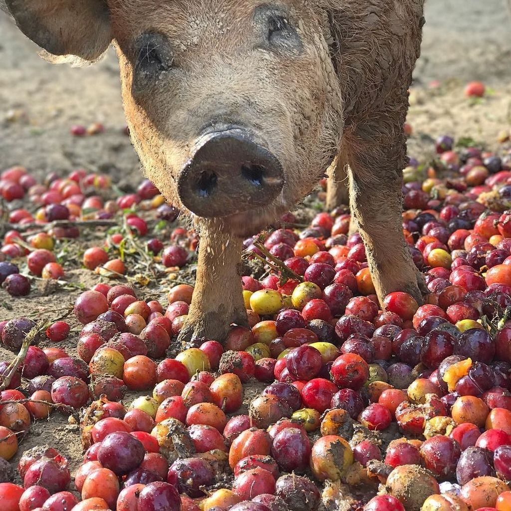 Gorgeous plums from @bardsleyfarms_. We feed them a lot of unsold fruit and veg from our local farm shops and frui… ift.tt/2wEIcPU