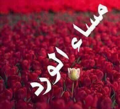 🌹يابعد. .قلبي ترى الدنيا بخير
والمبادي.تردني والعرب بسلومها
🌹الوصل لونقدره عز الله انا.بخير
لكن دروب الصدق ياغناتي تدلها
#مساء_الورد