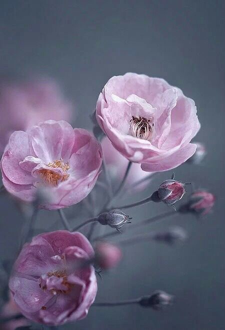 MOOM33310's tweet photo. #زين_حسابك_بذكر_الله
🍂🍂
 لا تنجرف الى حيث تأخذك الدنيا بل خذ الدنيا إلى حيث أنت ذاهب دائما تذكر انك ولدت لتحيا لتجاهد نفسك حتى ترضي الله..🌸🍂 https://t.co/eq9VYbHX00