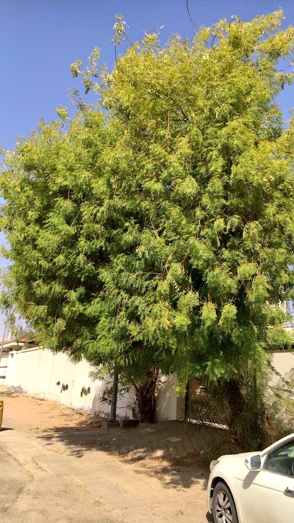 سليمان السهلي On Twitter شجرة النيم الشريش شجرة هندية دائمة