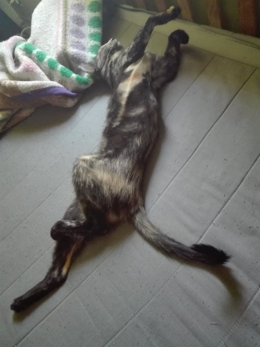 #DiaInternacionalDelGato Tengo 4 para elegir. Los amo a todos por encima de cualquier persona. VIVAN<a href="/tag/diainternacionaldelgato"class="tags">#DiaInternacionalDelGato</a>