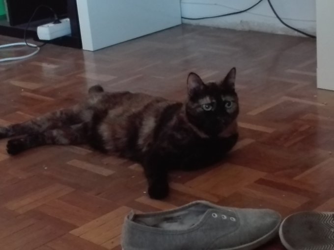 #DiaInternacionalDelGato Tengo 4 para elegir. Los amo a todos por encima de cualquier persona. VIVAN<a href="/tag/diainternacionaldelgato"class="tags">#DiaInternacionalDelGato</a>