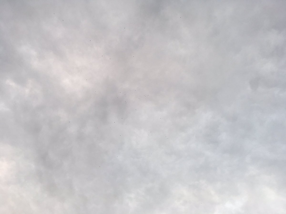 eco_landmanager's tweet image. I count around 50 #SwiftWatch