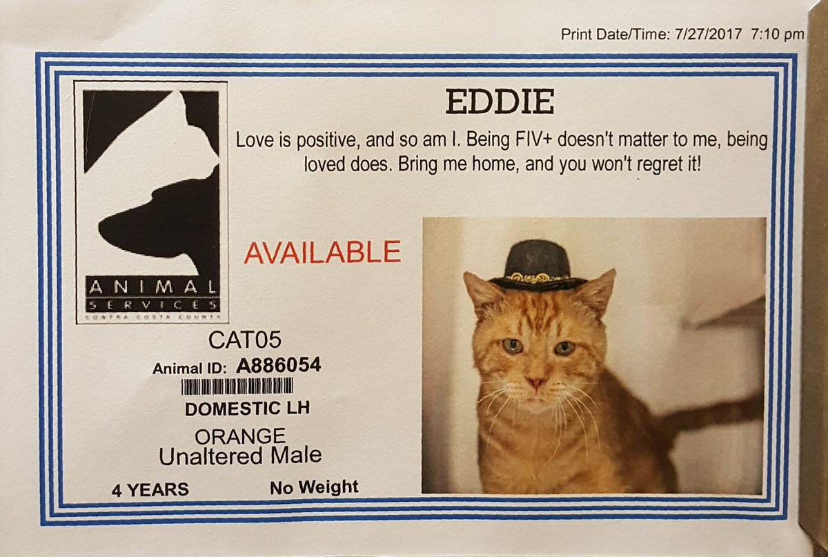 Eddie is looking for his forever home! It's free adoption month at Contra Costa Animal Services #adoptmeplease <a href="/NewLeashUSA/">NewLeashonLifeUSA</a>