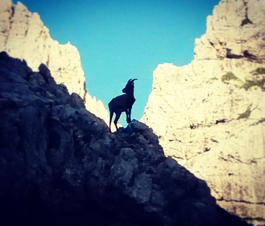 robyrun76's tweet photo. #mountains #caifvg #caixxxottobretrieste #grupporosedinverno #rifugiocorsi #joffuart #viaferrata #lovenature #passion #friendship https://t.co/WVrfgKFpAM