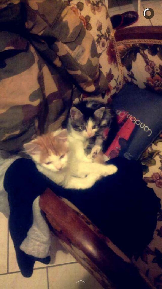 Bonne #journeeinternationaleduchat à mes deux bébés 💞😻 #Audrey