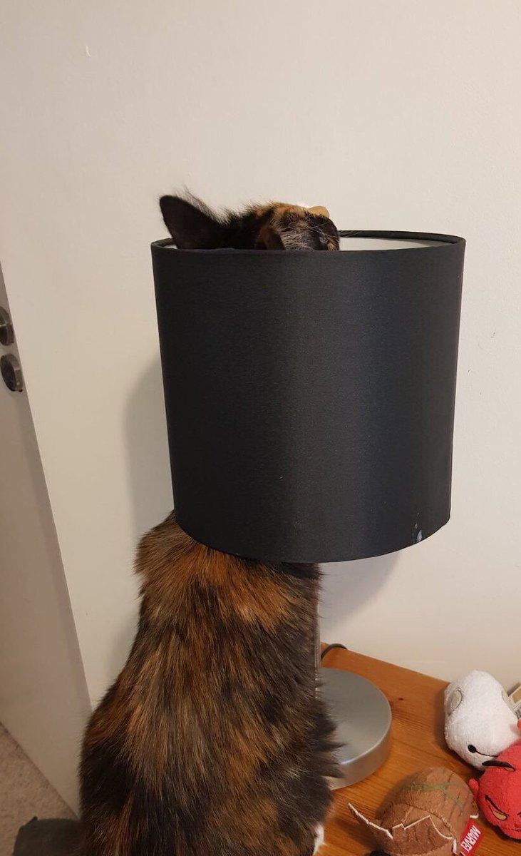 CChamber1ain's tweet photo. Evie isn't keen on #InternationalCatDay https://t.co/h5oL8dDZIp