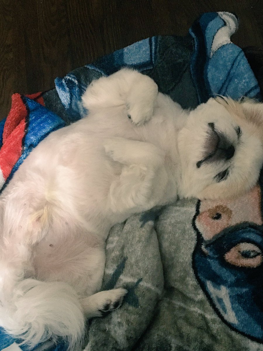 itsonlyvega's tweet photo. First tweet o' my life is of this mug! 🐶 #puppychulo https://t.co/wtP9C1E59e