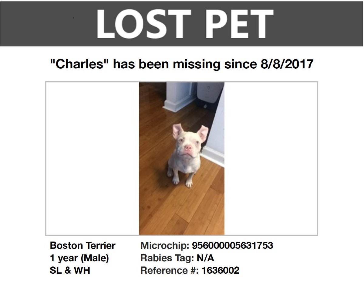 JennaButhman's tweet photo. @petalertga Our baby is missing. He was last spotted being picked up by a stranger in the middle of the road on Northside Dr. https://t.co/gQ3KPUMzJY