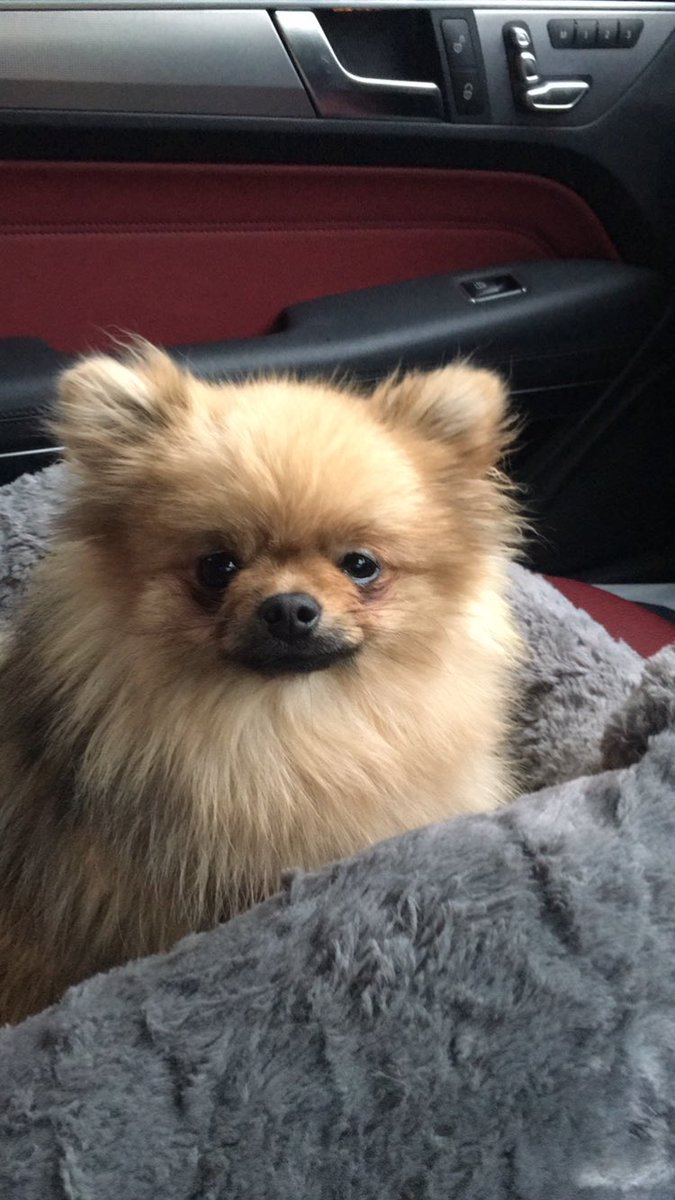 marcyaffe's tweet photo. My lil pooch Jim has just completed 12 weeks training @UPFitness - looks great hey? https://t.co/QoOkEdCoeN