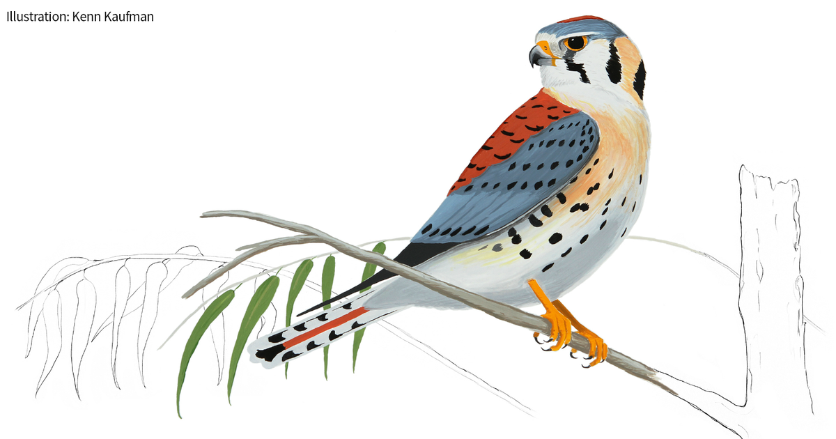 audubonsociety's tweet photo. Why do male kestrels lose out to females for the best wintering sites? @KennKaufman takes a look: https://t.co/872ZXZHkgt https://t.co/tjstEKVFfZ