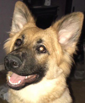 millypod1's tweet photo. 🆘#Lost #ScanMe German Shepherd Dog Female
Last seen St Mary's Church #Collingbourne #Kingston #Wilts #Wiltshire #SN8 https://t.co/UMeghNwMM1 https://t.co/d349WyRxNs