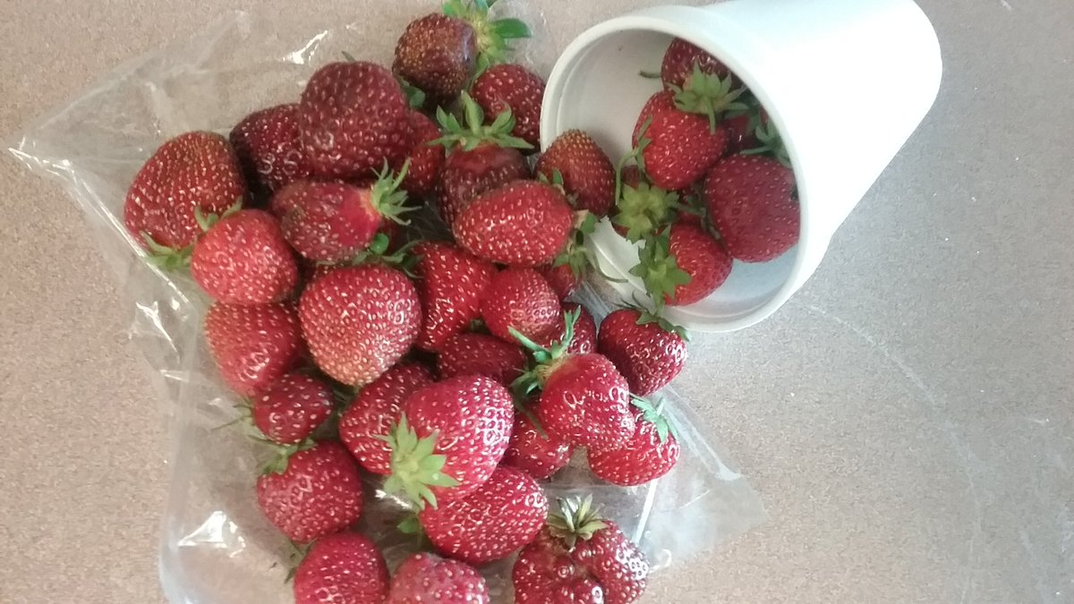granderondeLEC's tweet photo. This is what old garden wisdom will get you! Amazing fruits &amp; veggies! Our residents have amazing garden growing powers! #FrontierCulture https://t.co/6wKEOpCs7S