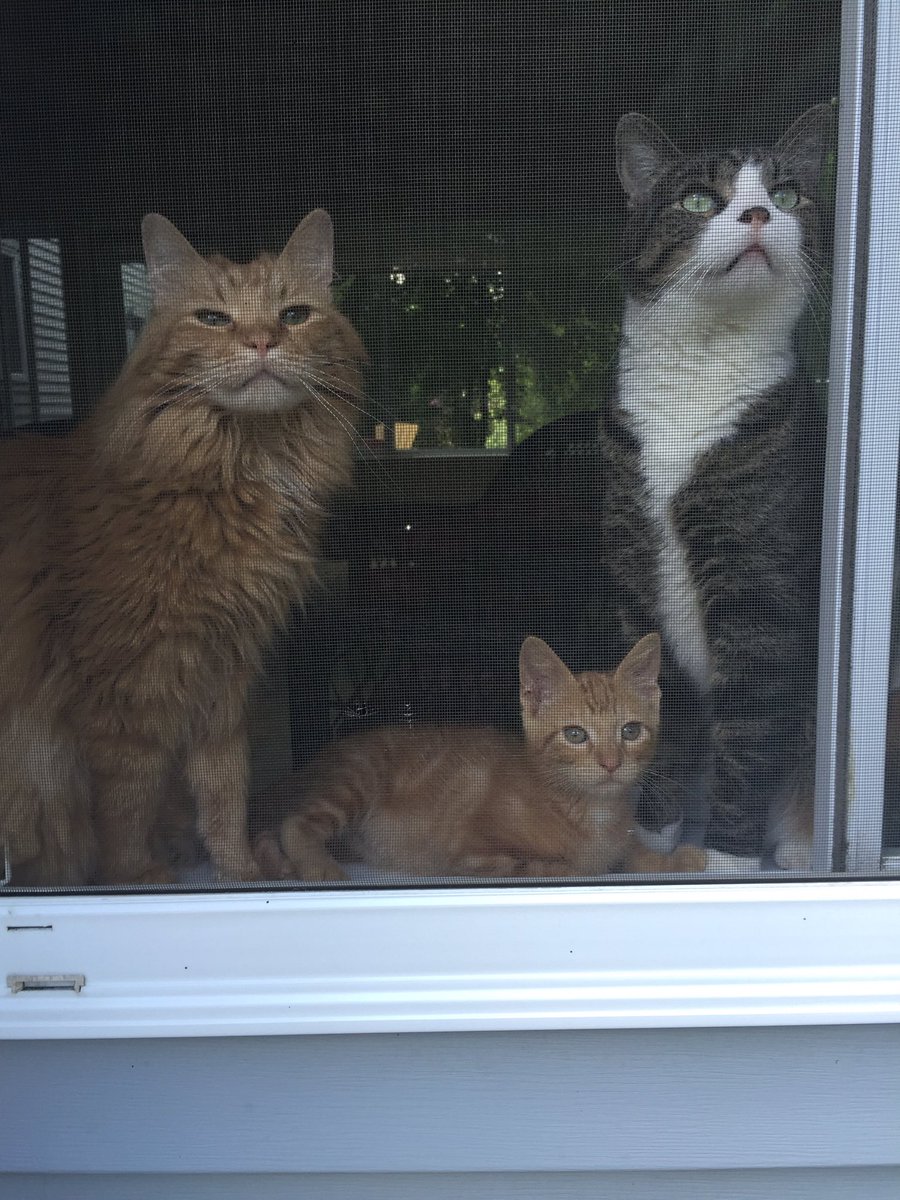 jillpotts70's tweet photo. Happy International Cat Day! 😻#NicholasSebastian #KevinAlexander #JosephAndrew https://t.co/xYt430Y8lO