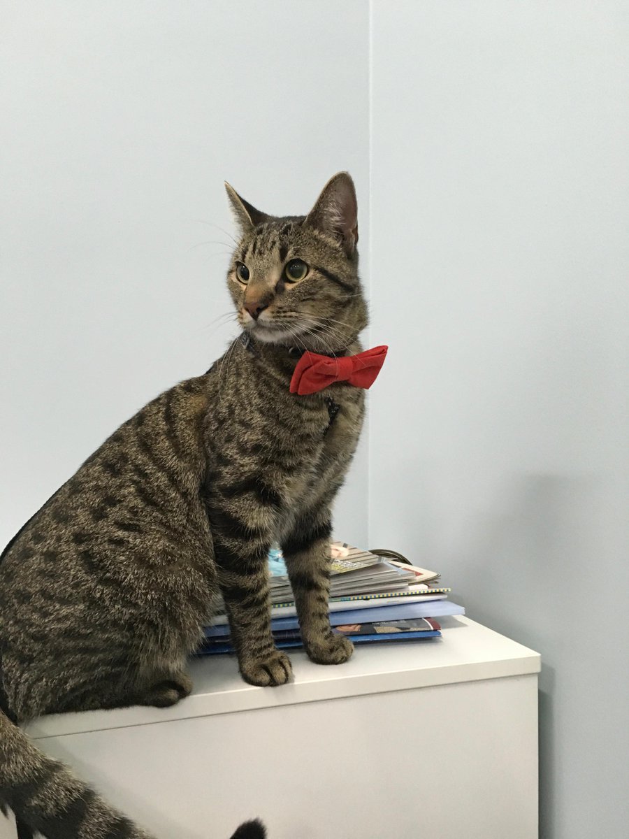 techwildcatters's tweet photo. For the first time in #TechWildcatters history, the vote for #EmployeeOfTheMonth was unanimous!  #cat #bowtie #TheRealTechWildcatter #cute https://t.co/2r3Z9XRaub