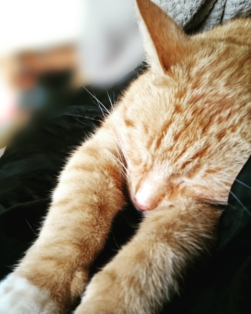 notfromthistime's tweet photo. Happy #internationalcatday https://t.co/8OQQnTMjzg