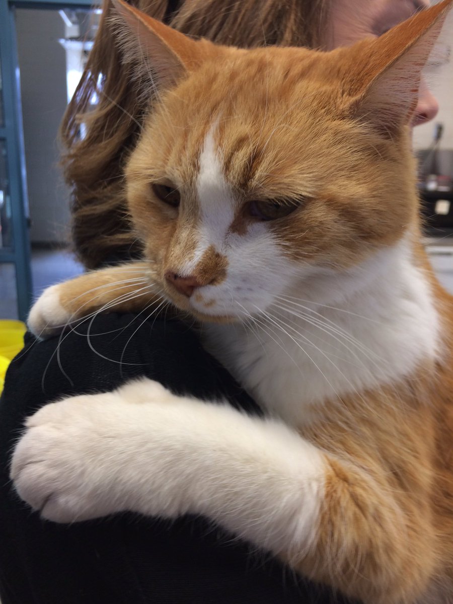 niagaracollege's tweet photo. Happy #internationalcatday to our beloved @NCGreenhouse Chief Mouser, Basil! Our sweet, friendly 😺 has patrolled our greenhse 4 over 13 yrs! https://t.co/g0oLo4yJsu