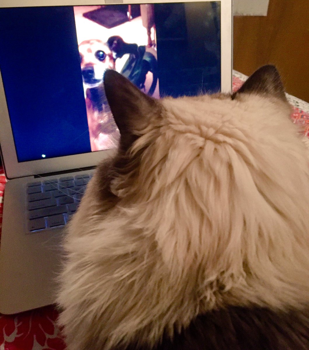 kailuabeth's tweet photo. Celebrating #InternationalCatDay w candids of #MrElliott. How dull life would be without our purrfect companions. #kingofthelivingroom https://t.co/tJuubLVgdQ