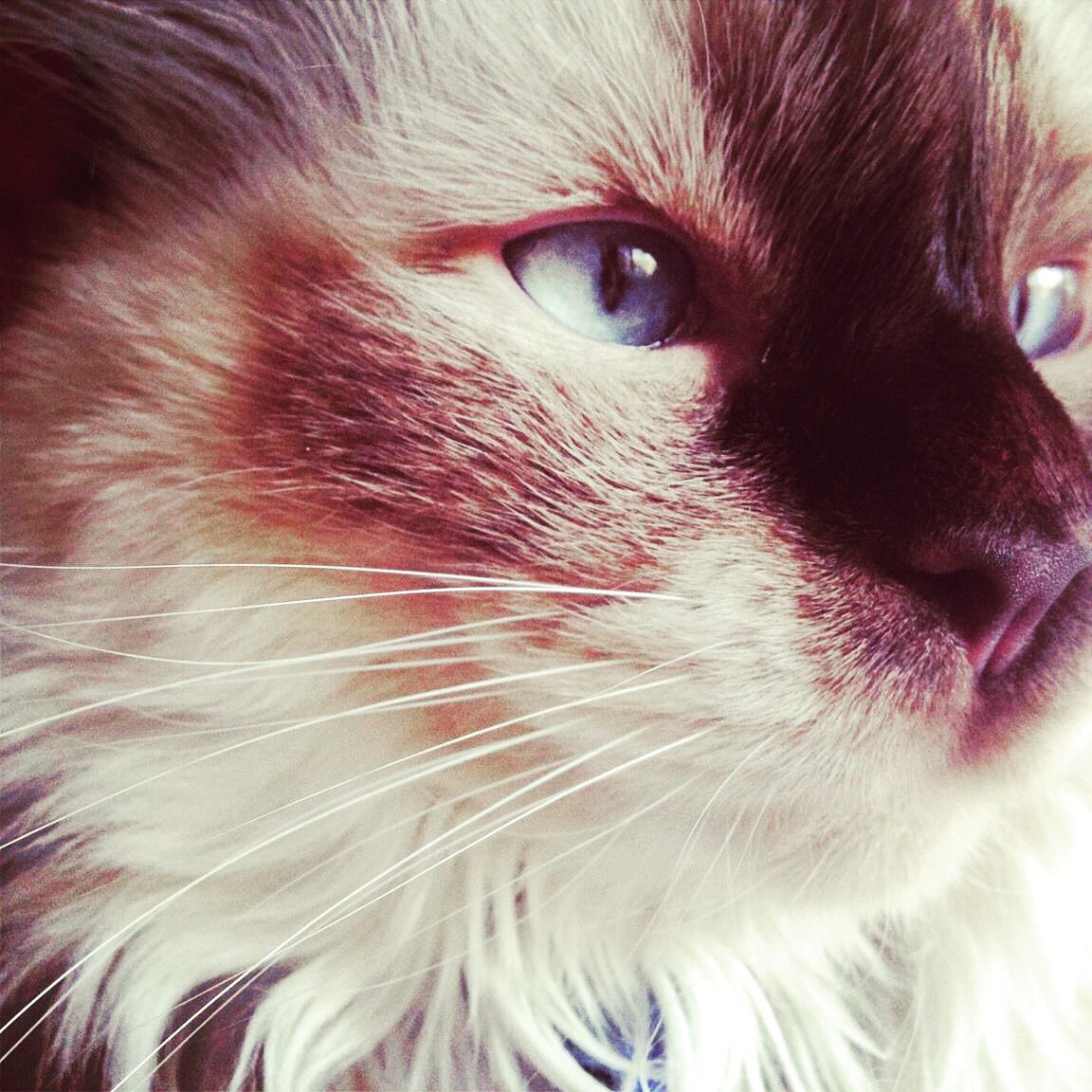 kailuabeth's tweet photo. Celebrating #InternationalCatDay w candids of #MrElliott. How dull life would be without our purrfect companions. #kingofthelivingroom https://t.co/tJuubLVgdQ