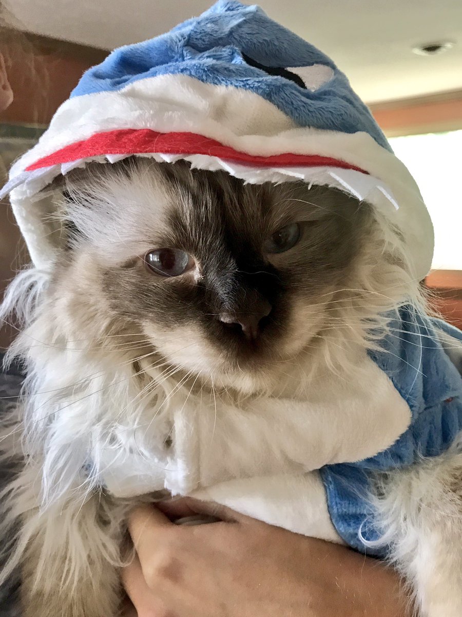 kailuabeth's tweet photo. Celebrating #InternationalCatDay w candids of #MrElliott. How dull life would be without our purrfect companions. #kingofthelivingroom https://t.co/tJuubLVgdQ