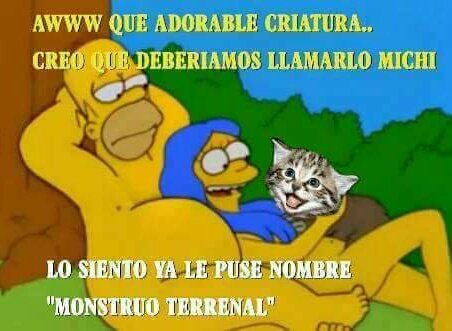 HomeroLodijo's tweet photo. #DiaInternacionalDelGato https://t.co/Yyf0bcqqmJ
