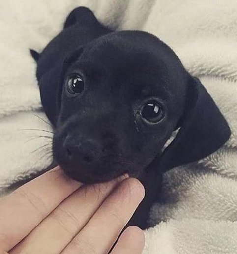 ImFluffums's tweet image. Those sweet puppy eyes 👀 #animals #animal #pet #PhotoOfTheDay #cute #pets #love #animallovers #adorable #happy #PicOfTheDay #aww