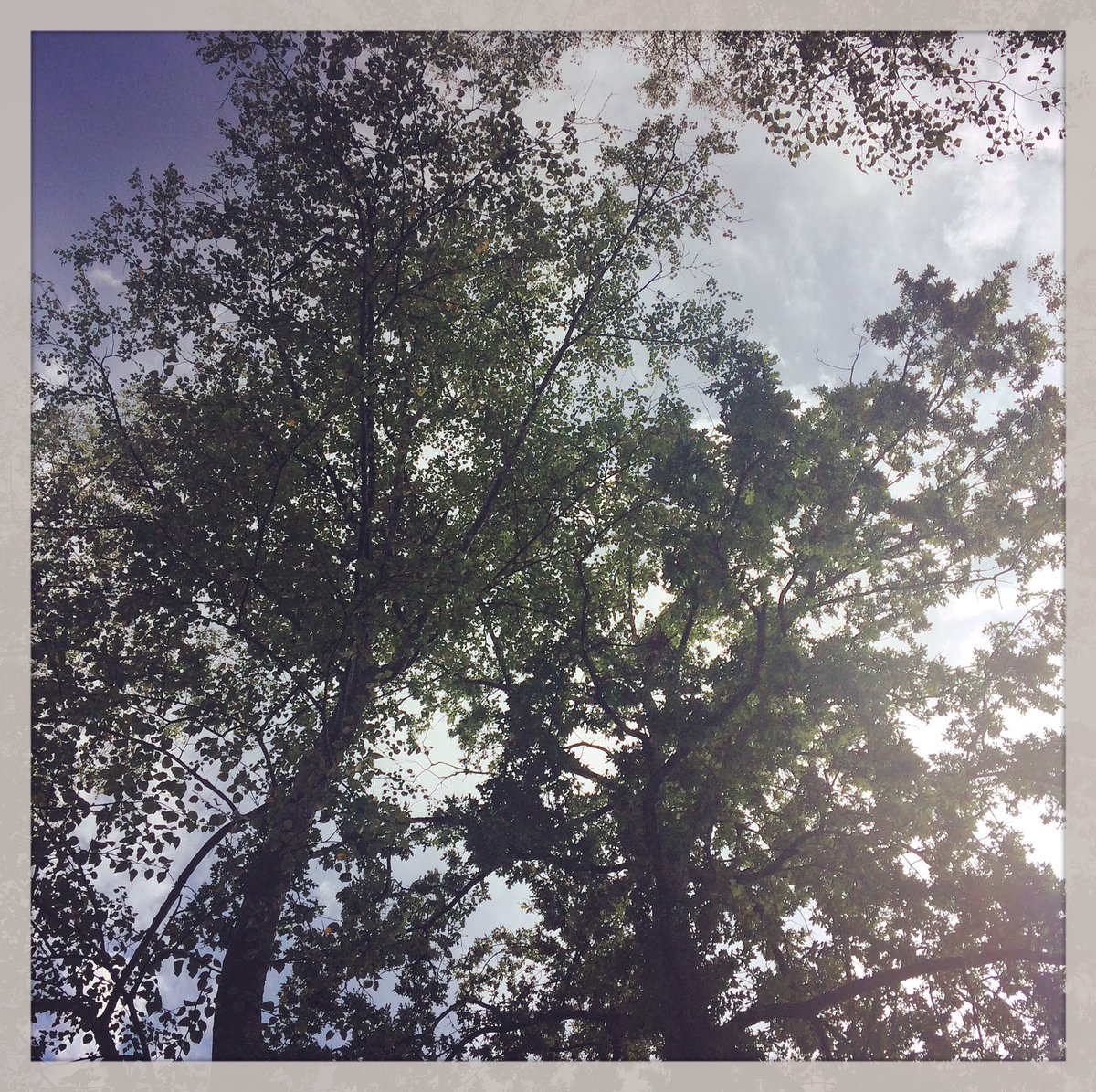 ceseph's tweet photo. Sous les arbres #regioncentrevaldeloire #donnery https://t.co/tIef4s4RjN