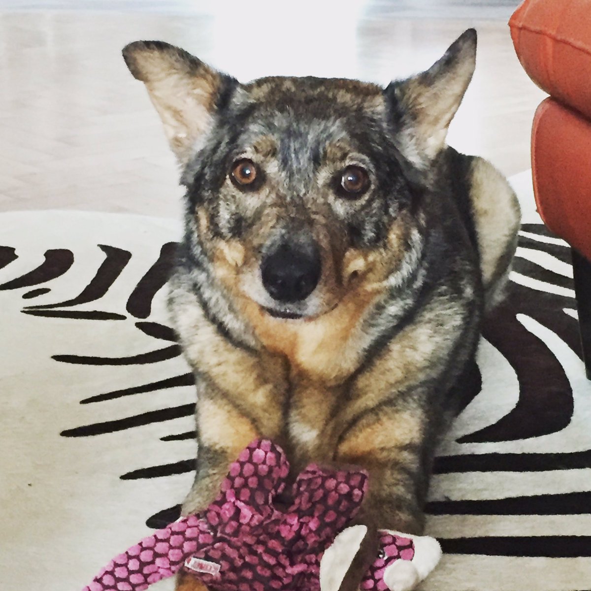 pawsitivemyo's tweet photo. Chloe has Galen Myotherapy to ease any compensatory discomfort caused by her arthritis #galendogs #dog #caninemyotherapy #caninearthritis https://t.co/WlUnsY7MTX