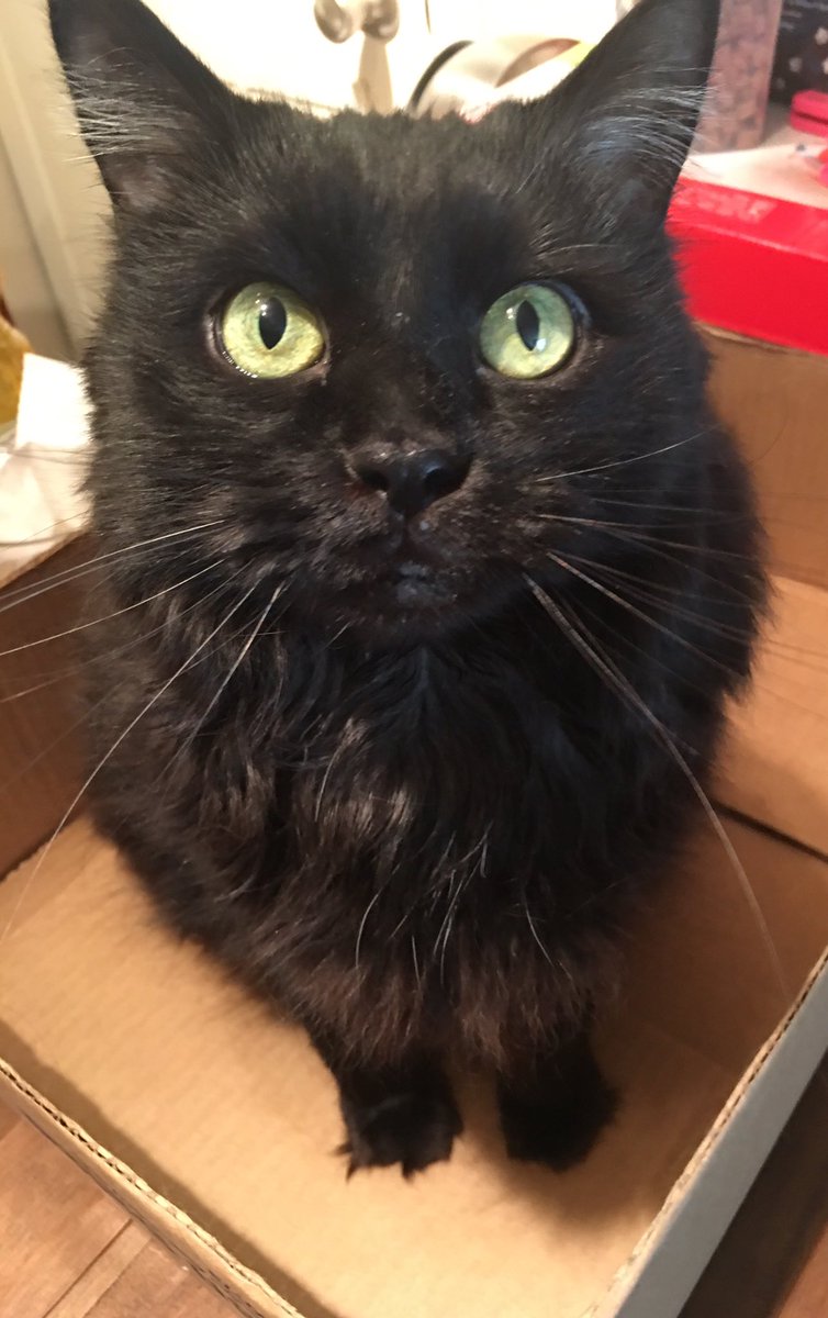 makeshiftadult's tweet photo. One more for.. reasons #internationalcatday #CatNamedJack #JackInABox https://t.co/zsPcLJcnzw