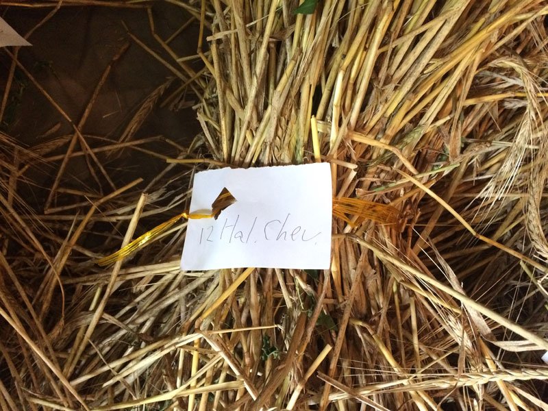 MouterijDeKiem's tweet photo. Net vóór de regen zijn de speciale gerst-soorten geoogst. Hier 1 v/d de Chevalliers
#bier #beer #biodiversity https://t.co/YmoY6NnLKQ