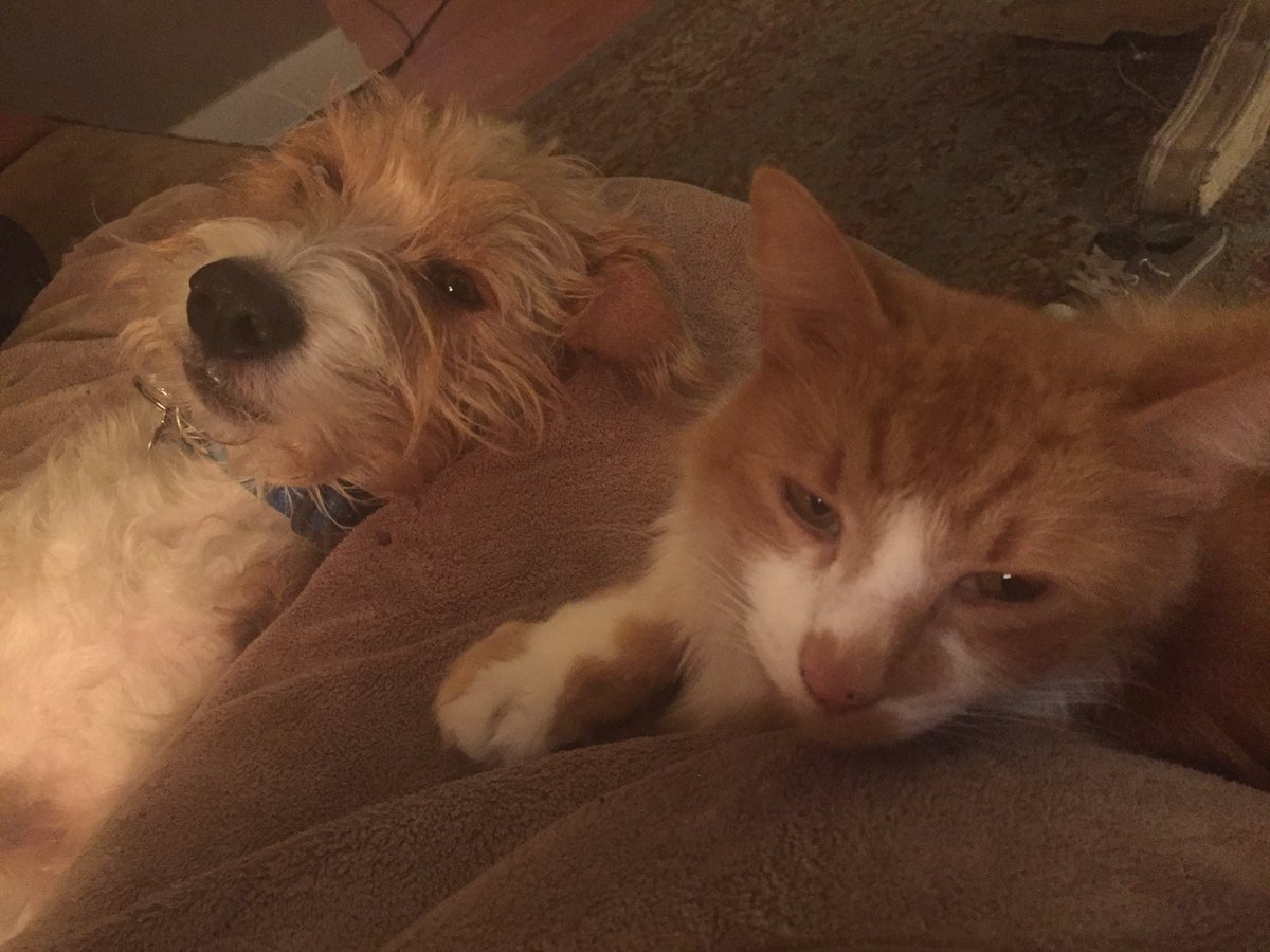 thebutterknife's tweet photo. Every animal in the house has the same opinion as me when there's a rainstorm at noon. Blankets and snuggles. #worthlessbastards https://t.co/TuKnKtpVBj