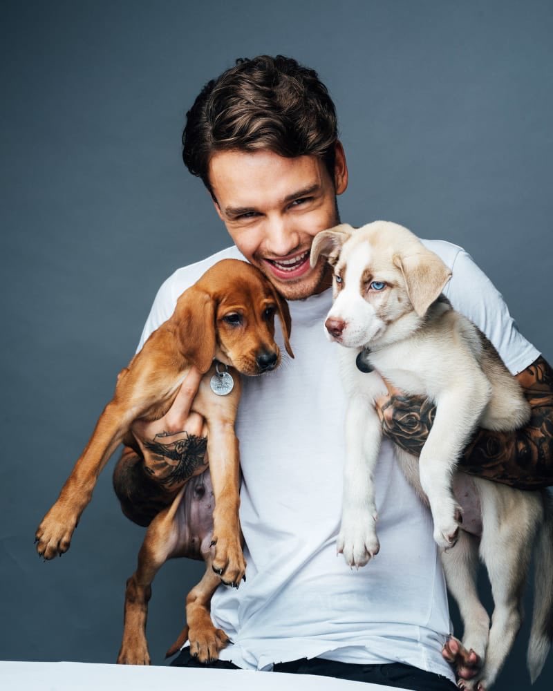 1DupdatesBE's tweet photo. It's #InternationalCatDay so we get pictures of Liam with pups 😂 https://t.co/KWuOM8MYpL